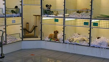 Interdire la vente de chiens et de chats dans les animaleries, comme dans les magasins Leclerc ou autres !