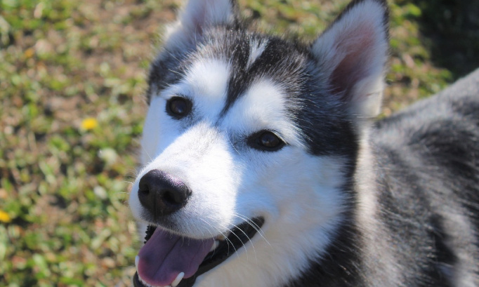 Justice pour Pouchka tuée par un Maire !