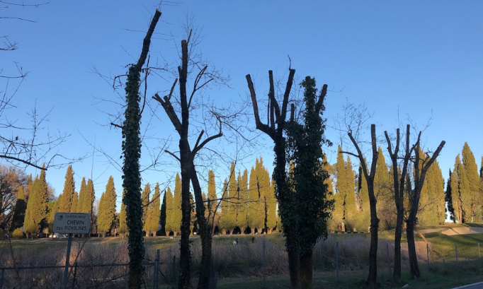 Il faut r&eacute;duire la hauteur des arbres le long des routes et dans les villes