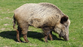 Stop à l'abattage des animaux !