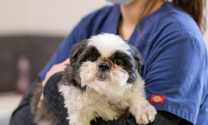 Manifeste pour une évolution de la profession vétérinaire