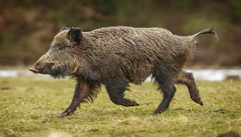 Maintenir les sangliers en gibier nuisible
