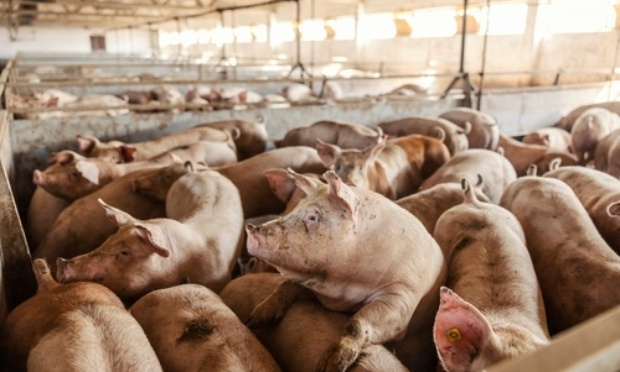 Spot publicitaire ''Mangez du porc' 'sur France 2 : Stop diffusion !