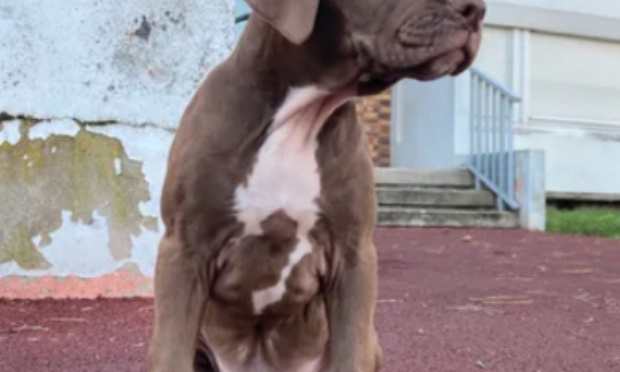 Je souhaite que ma vie change en prenant un chien.