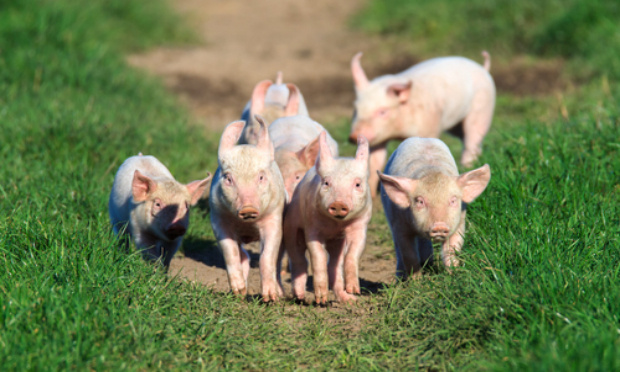 Pour la protection et le bien être de tous les animaux !