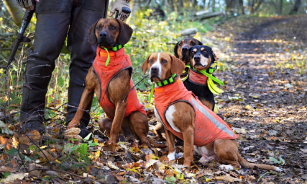 Pour la protection des chiens de chasse lors des battues