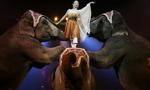 L'interdiction des cirques détenant des animaux sauvages sur le territoire municipal