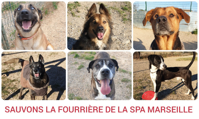 Non au transfert de la fourrière à Trets