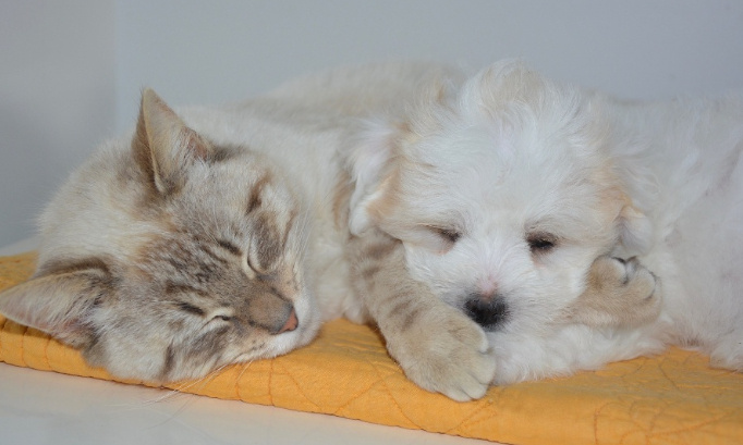 Pour que TOUTES les compagnies aériennes acceptent les chiens et les chats en cabine