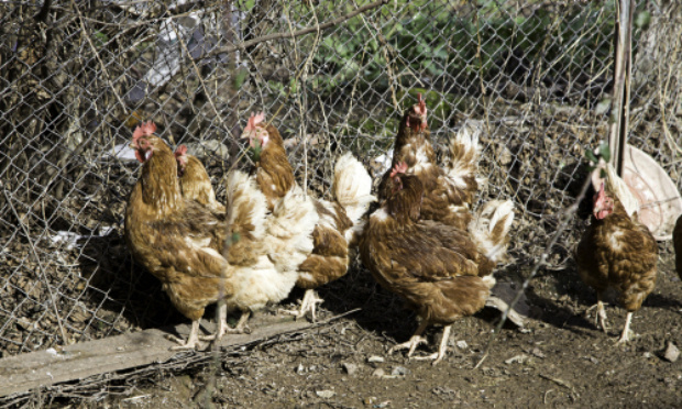 STOP aux achats et abandons de poules !