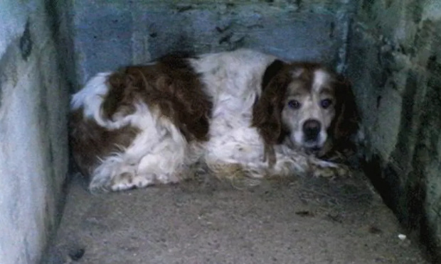 10 ans enfermé dans une cage, avant d'être abattu : ce chien sans nom mérite justice.