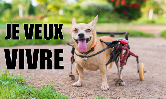 Chiens handicapés : droit à une chance, droit à la vie.
