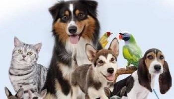 L'arrêt total de tueries d'animaux