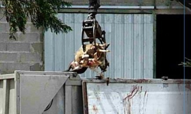 Non à l’extension de cet élevage intensif d’agneaux