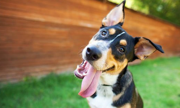Pour la création d'un parc canin à Wambrechies