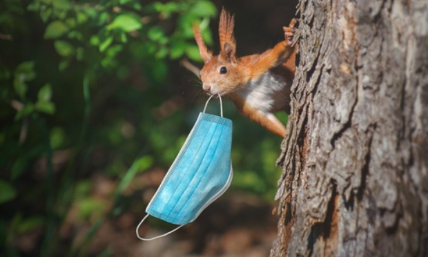 STOP à la maltraitance des animaux liminaires !