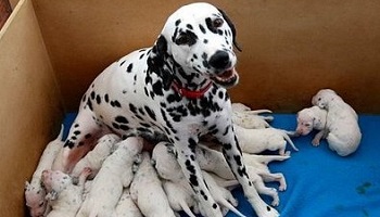 Retrouver et condamner le saisonnier responsable du massacre de ces chiens