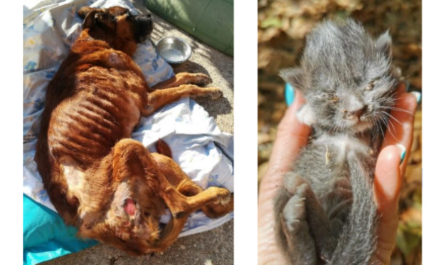 Pour l'arrêt total et immédiat des annonces de vente d’animaux de faux éleveurs ou de particuliers