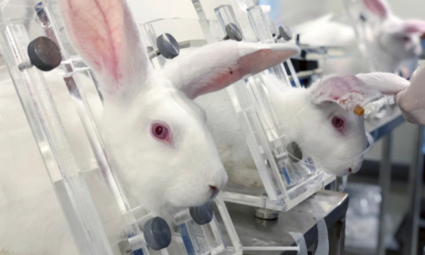 Stoppons les expériences commises sur les animaux !