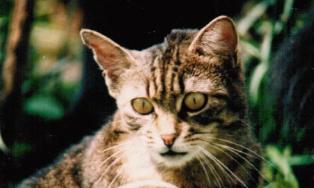 STOP à la Chasse aux Chats errants dans le Canton de Neuchàtel