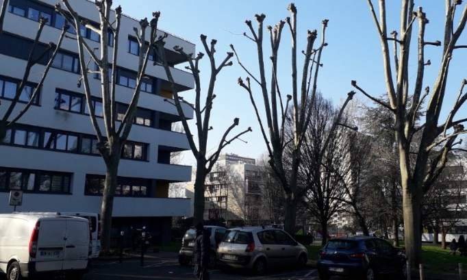 STOP à l’élagage excessif !