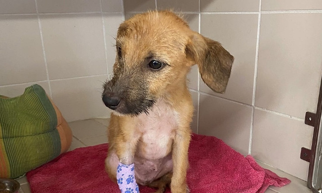 Justice pour le petit chiot sans défense martyrisé !