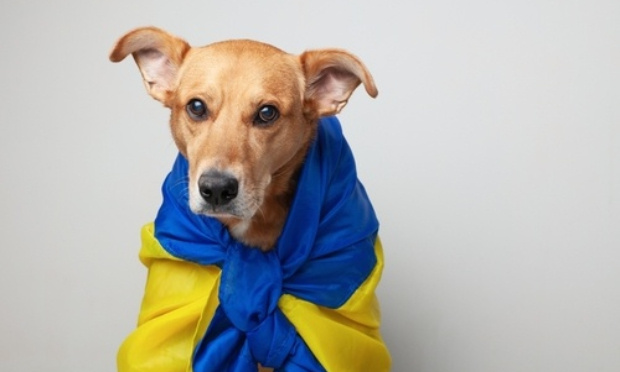 NON à l'abandon des pauvres animaux en Ukraine