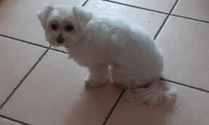 Justice pour mon petit chien