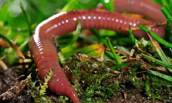 Sauvons les vers de terre !