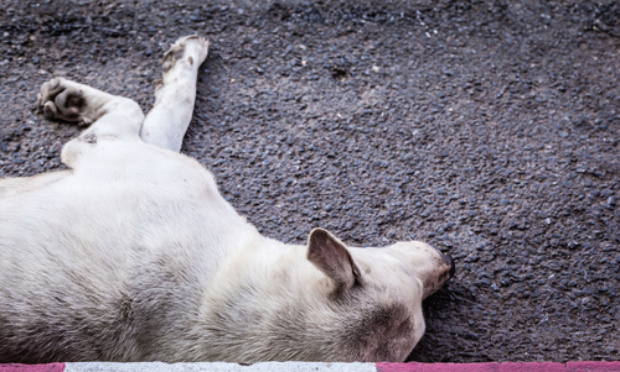 Justice pour le Husky décédé après avoir été jeté d'une voiture sur une voie rapide