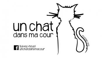 Stopper la surpopulation de chats errants