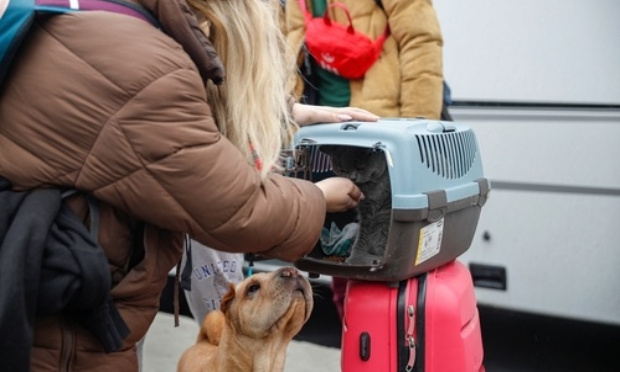 LES ANIMAUX AUSSI SONT DES VICTIMES ET DES REFUGIÉS DONT IL FAUT PARLER
