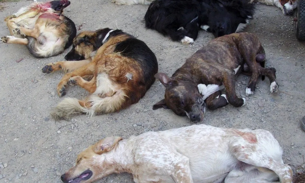 NON AUX SALONS DU CHIOT, OUI AUX ADOPTIONS !