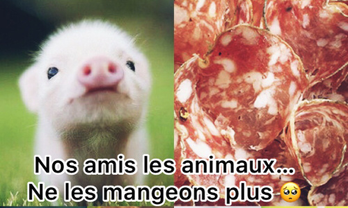 Arrêtons de manger nos amis les animaux