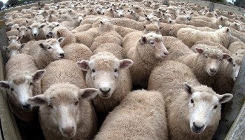 Interdire l'abattage hallal