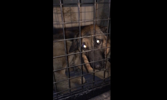 Pour un contrôle renforcé des agents de sécurité détenant un chien