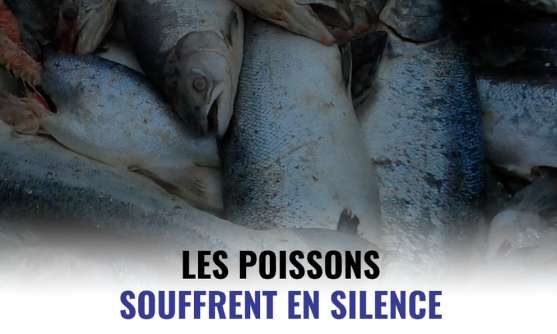 Exigeons un avenir meilleur pour les poissons