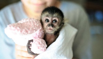 Stop à la vivisection !