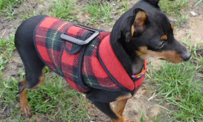 Accepter les chiens ou chats de moins de 10 kgs dans les commerces alimentaires