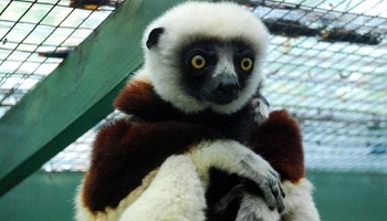 Pour la préservation des espèces animales en voie de disparition en Europe