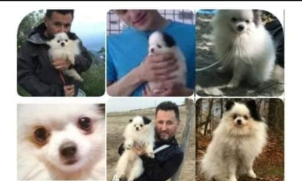 Rendre Jeriko à son maître victime d'une injustice