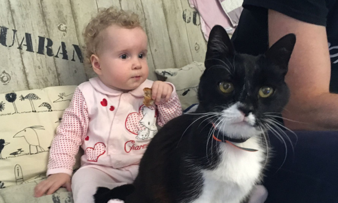 Justice pour Piloute, massacrée par deux rottweilers