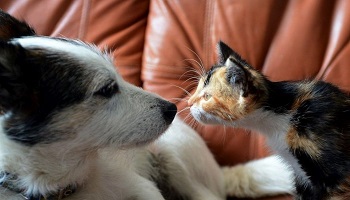 Une condamnation plus élevée et plus ferme, la révision des lois en cas de maltraitance animale