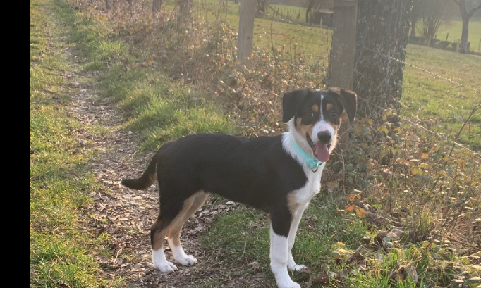 Rendez nous notre chien Hadès !