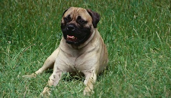 Pour que la responsable de la mort de ces 40 animaux soit jugée et punie !