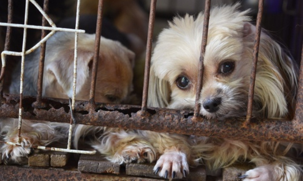 STOP aux quarantaines pour les animaux