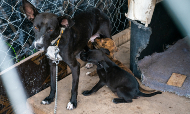 Pour un secrétariat d’état dédié à la cause animale