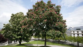 Sauvegarde de ce marronnier cinquantenaire