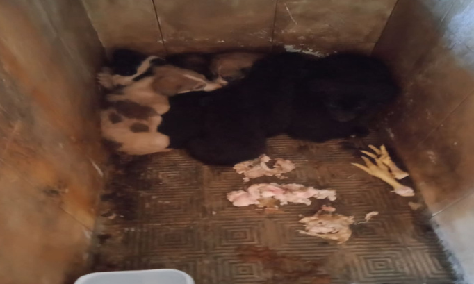 Pour l'arrêt définitif des massacres et la fermeture des fourrières de la mort animale !