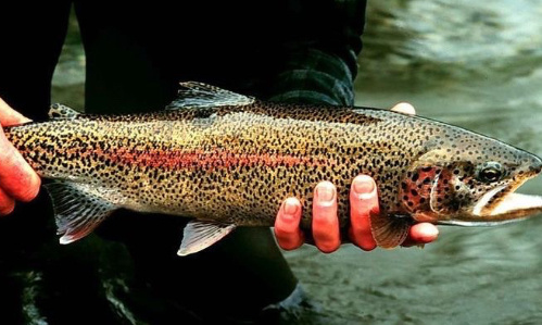 Libérez les truites